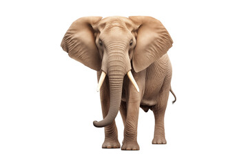 Obraz premium Majestic Elephant on Transparent Background – Wild Animal Portrait, African and Asian Elephant, Iconic Mammal of Nature and Wildlife, Symbol of Strength, Serenity, and Conservation. Png cut out.