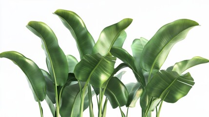 Obraz premium 44.A detailed 3D illustration of isolated musa balbisiana plants, focusing on the wild banana plant's large green leaves and realistic textures. Each plant stands out on the white background, with