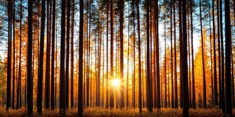 Autumn forest concept. Golden sunlight filtering through tall trees in a serene autumn forest landscape.