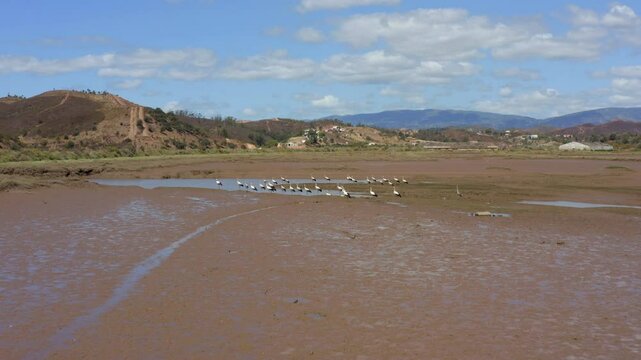 Flock Of Storks Foraging On Shallow Water Of Odeleite River Affected by Drought. - aerial shot
