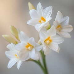 close up of white flowers with yellow centers