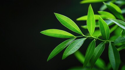 Fototapeta premium Foliage abstract background concept. Close-up of vibrant green leaves with a dark background, showcasing nature's beauty.
