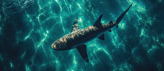 Obraz premium Majestic Shark Gliding Through Crystal-Clear Turquoise Waters