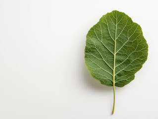 Obraz premium Single mulberry leaf showcased against a clean white background.