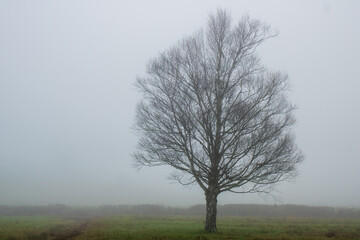misty morning in the forest