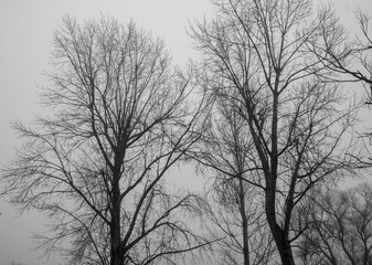 silhouette of a tree in fog