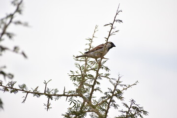 The house sparrow (Passer domesticus) is a bird of the sparrow family Passeridae, found in most parts of the world.