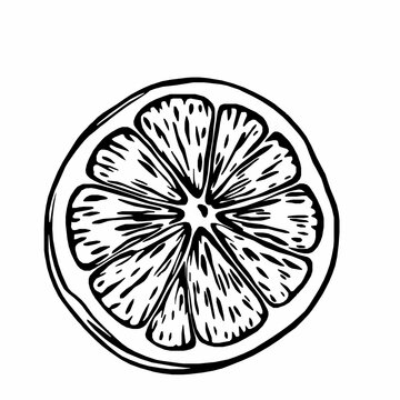 recommend clip art: lemon slice outline vector illustration with visible pulp and seeds