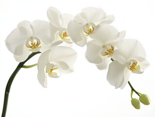 white orchid flowers in bloom