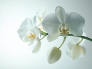 white orchid blooms with a neutral background