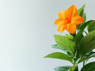 Vivid Orange Flower Surrounded by Lush Green Leaves on a Stem: Ideal for Botanical Projects and Nature-Inspired Designs
