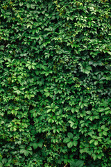 Green wall. © Marcin Lonczak