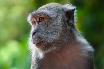 a monkey with a blurry background of green leaves with copy space.