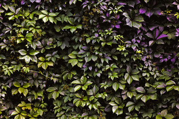  Ivy. © Marcin Lonczak