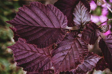 Nice colored leaves. © Marcin Lonczak