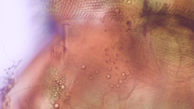  chironomus larva, chironomus head at microscope, microscope, pond, water, monza, head