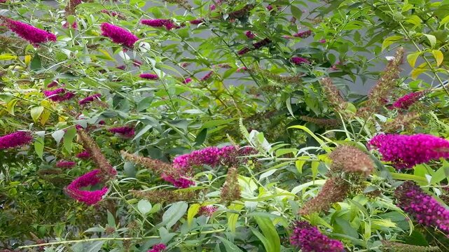 Beautiful buddleja davidii (Buddleia davidii), also called summer lilac. flowering bush showcases vibrant blossoms in a garden