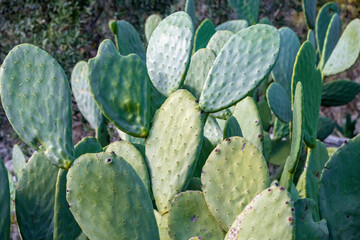 Closeup cactus Bunny ear plant Opuntia microdasys ,Opuntioid cacti ,heart shaped ,Indian fig ,smooth Mountain Prickly Pear ,Mission cactus ,nopal ,ficus-indica ,Opuntia vulgaris ,soft selective focus