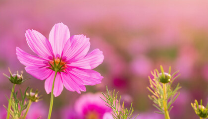 Obraz premium Pink Flower Standing Out in Field and Copy Space