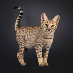 Beautiful young Savannah cat, standing side ways. Looking curious towards camera with tail fierce...