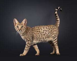 Obraz premium Savannah cat on black background