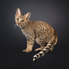 Beautiful young Savannah cat, turning around. Looking curious towards camera. Isolated on a black background.