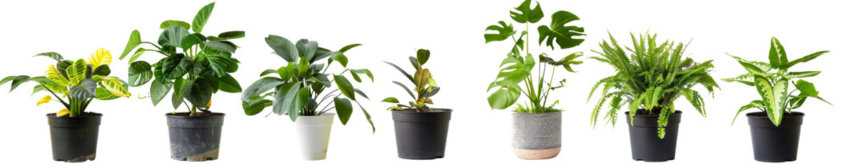 Collection or set of flowers in pots isolated on transparent white background