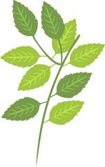Illustration of Green Basil Leaf of Indian Worship Plant Icon in Flat Style.