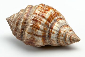 Close-up of a brown and white seashell