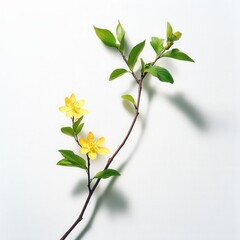 Obraz premium close up of a sprig with yellow flowers and green leaves on a white background