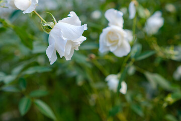 Obraz premium 白いバラが咲く庭の風景