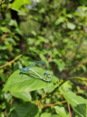 Mating damselflies