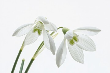 Obraz premium Close up of two snowdrop flowers against a white background