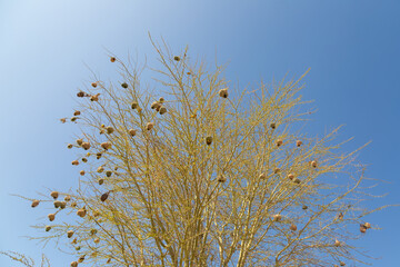 Weaver Birds near Clanwilliam in the Western Cape of South Africa