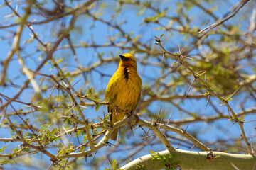Weaver Birds near Clanwilliam in the Western Cape of South Africa
