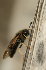 Vertical closeup on the Honeysuckle Sawfly, Abia lonicera