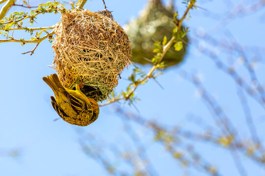 Weaver Birds near Clanwilliam in the Western Cape of South Africa