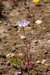 White and slightly pink flowered Drosera cistiflora (a carnivorous plant) in natural habitat near Clanwilliam in the Western Cape of South Africa
