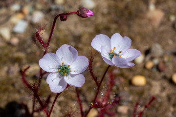 White and slightly pink flowered Drosera cistiflora (a carnivorous plant) in natural habitat near Clanwilliam in the Western Cape of South Africa