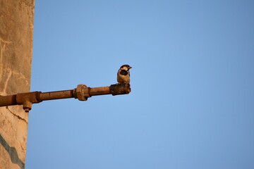 Fototapeta premium The house sparrow (Passer domesticus) is a bird of the sparrow family Passeridae, found in most parts of the world.