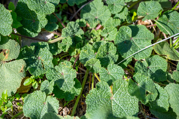 Wild cheeseweed or mallow ( malva sylvestris ) leaves