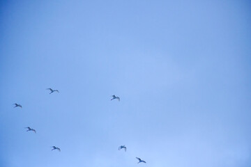 Large flocks of migratory birds. Migratory birds flying in the blue sky.