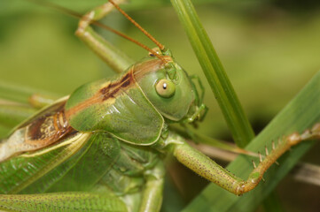 Closeup on the European great green bush-cricket, Tettigonia viridissima