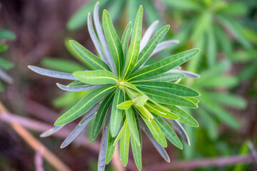 Detail of a Euphorbia esula L., a phanerogam species belonging to the Euphorbiaceae family....