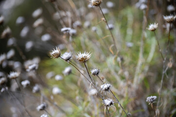 Macro dry dandellion flower branch close up view, bokeh background