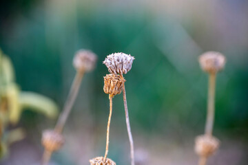 Macro dry dandellion flower branch close up view, bokeh background