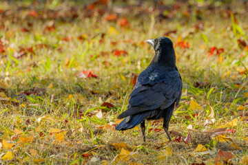秋の紅葉と黒いカラスの対比