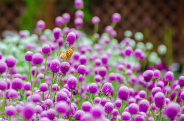 センニチコウの群生と舞う蝶の美しい一瞬