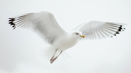 Obraz premium Seagull in flight against a white background with wings spread wide