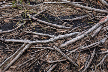 tree foots ground brown spread